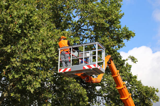 Trusted Las Lomas, CA Tree Removal Experts