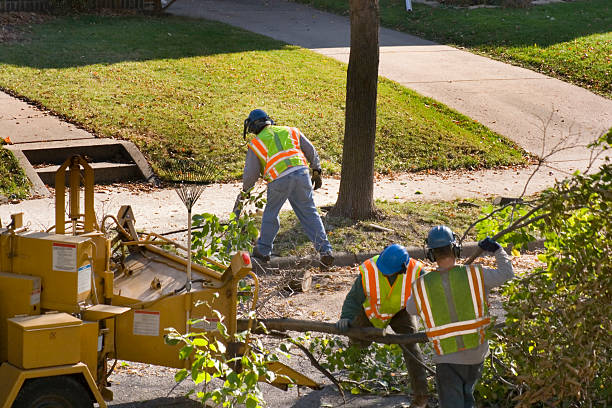 How Our Tree Care Process Works  in  Las Lomas, CA