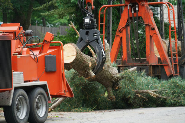 Best Commercial Tree Services  in Las Lomas, CA